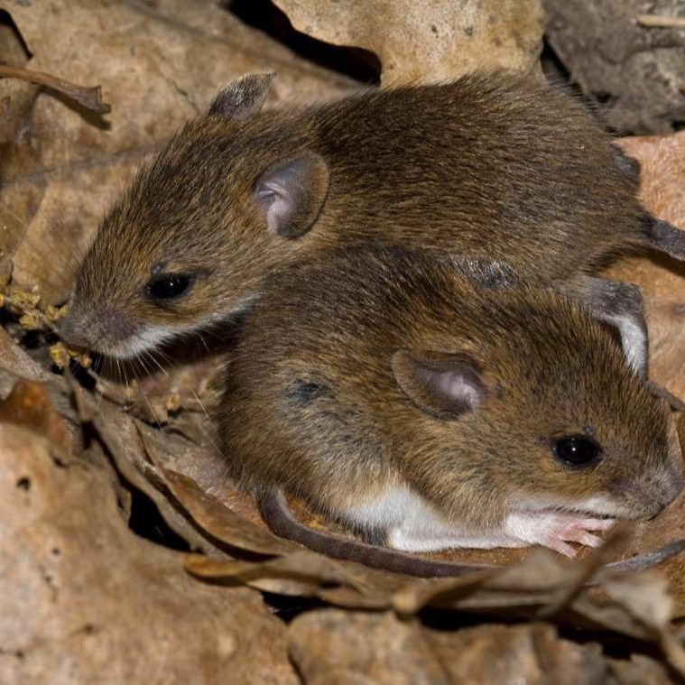 Уничтожения мышей в частном доме в Бобруйске?