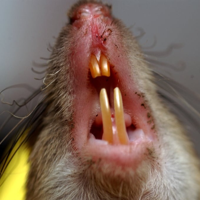 Дератизация крыс в Бобруйске?